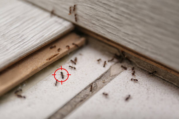Best Pest Inspection Near Me  in Feather Sound, FL