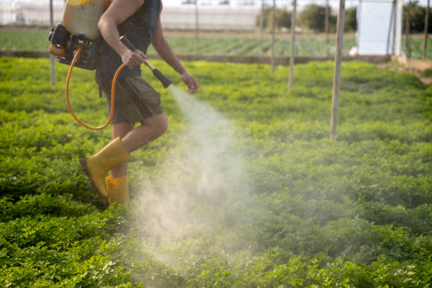Best Local Pest Control Services  in Feather Sound, FL