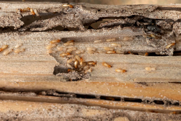 Best Commercial Pest Control Services  in Feather Sound, FL