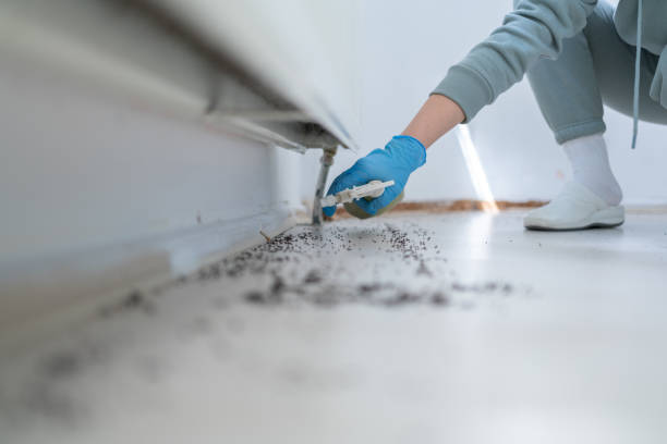 Best Termite Control Services  in Feather Sound, FL